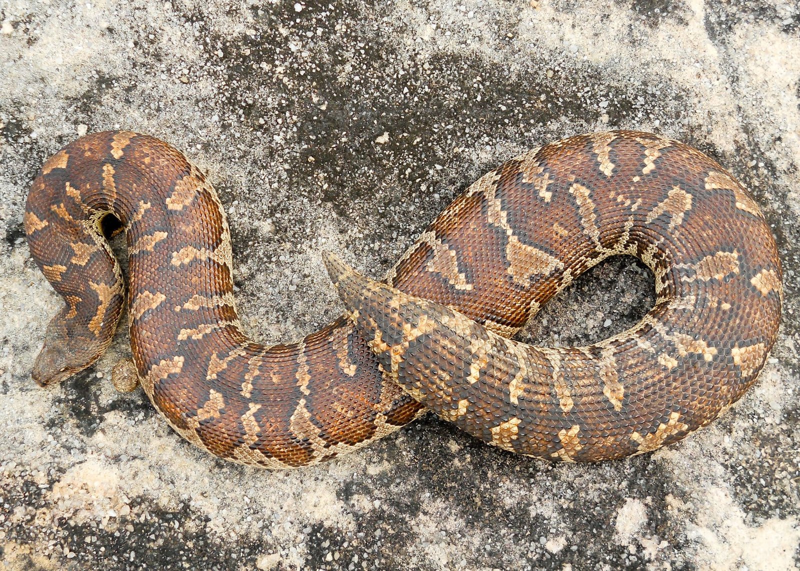 Wildlife Rescue / Snake Catcher Jaipur Rajasthan